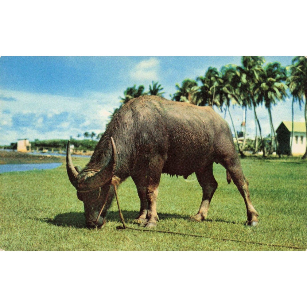 Vintage Guam Carabao Water Buffalo Mirro-Krome Postcard Ray Helbig G-6